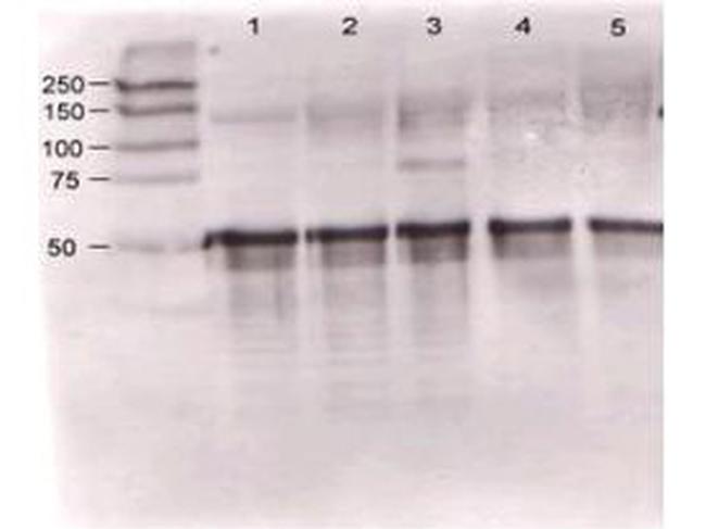 Angiopoietin 1 Antibody in Western Blot (WB)