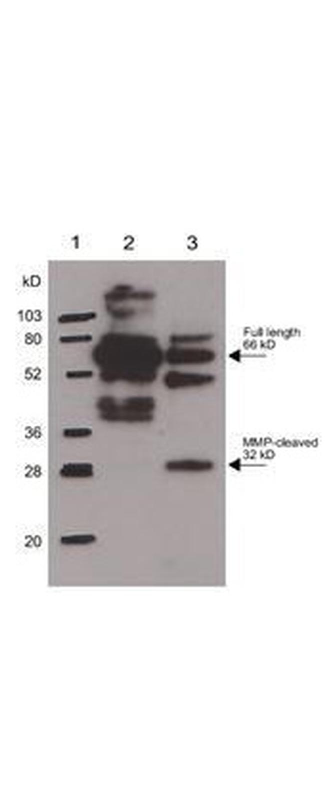 Osteopontin Antibody in Western Blot (WB)