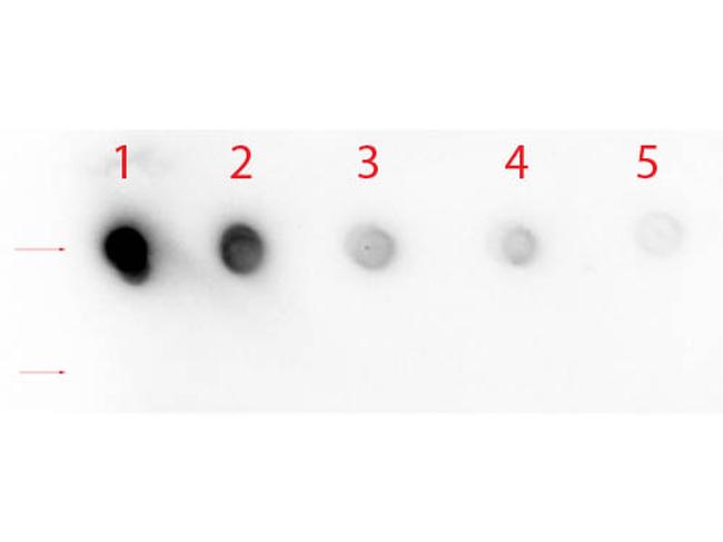 NOTCH 1 Antibody in Dot Blot (DB)