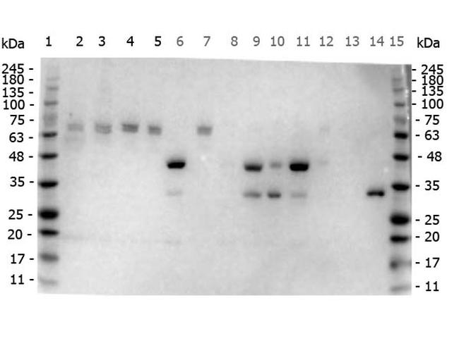 NOTCH 2 Antibody in Western Blot (WB)