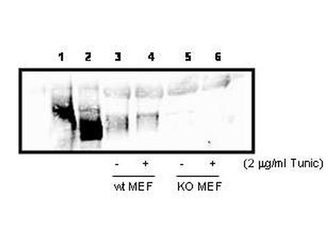 PERK Antibody in Western Blot (WB)