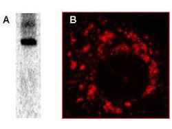 Sars-Cov Nonstructural Protein 8 Antibody in Immunoprecipitation (IP)