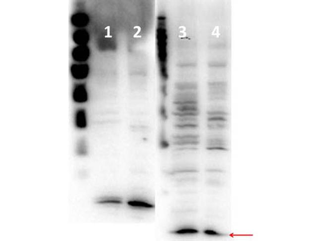 Histone H4 Antibody in Western Blot (WB)