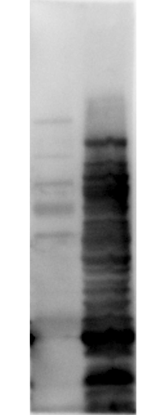 E.coli HCP Antibody in Western Blot (WB)