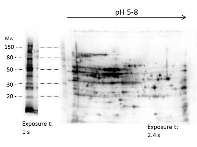 E.coli Combined HCP Antibody in Western Blot (WB)