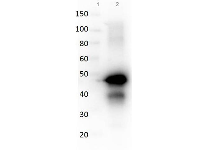 Ovalbumin Antibody in Western Blot (WB)