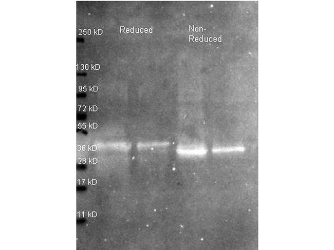 Ovalbumin Antibody in Western Blot (WB)