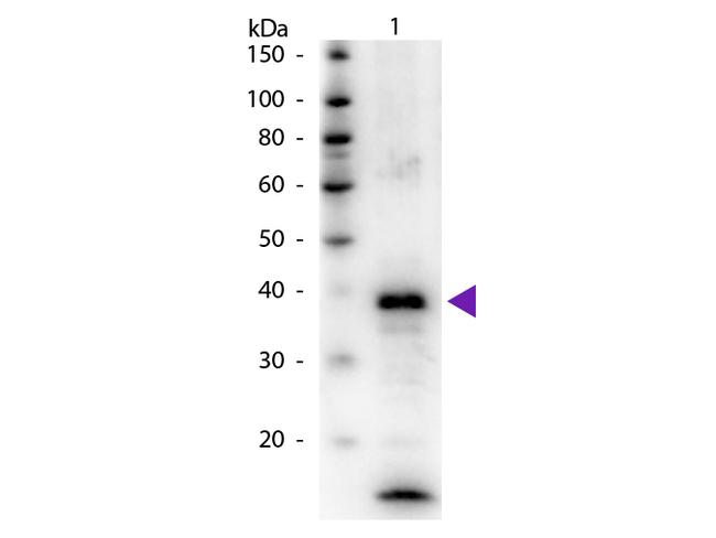 Arginase Antibody in Western Blot (WB)