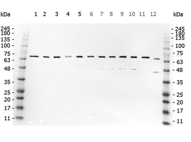 NFkB p65 Antibody in Western Blot (WB)