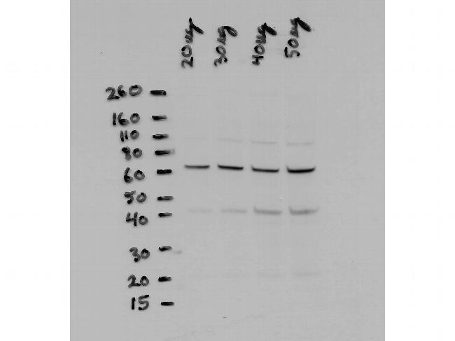 NFkB p65 Antibody in Western Blot (WB)