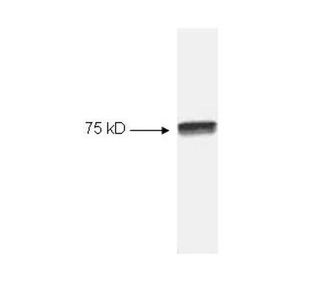 NFkB cRel Antibody in Western Blot (WB)