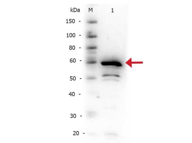 IKB alpha Antibody in Western Blot (WB)