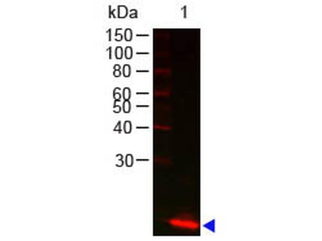 Lysozyme Antibody in Western Blot (WB)