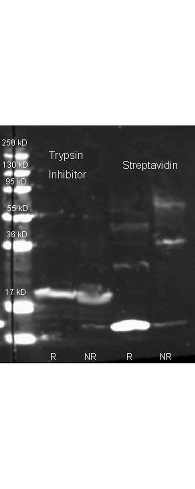 Trypsin Inhibitor Antibody in Western Blot (WB)