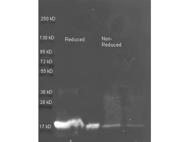 Trypsin Inhibitor Antibody in Western Blot (WB)