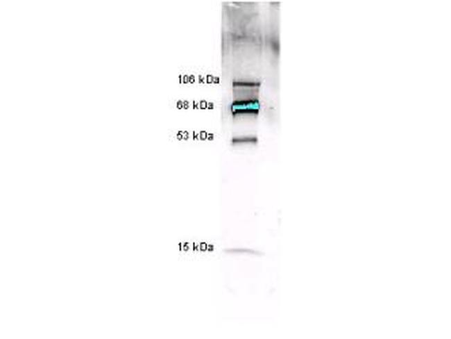 Myeloperoxidase Antibody in Western Blot (WB)