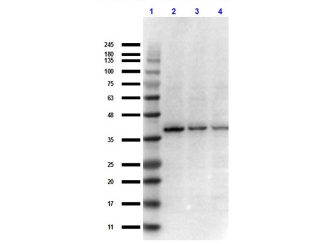 IKB beta Antibody in Western Blot (WB)