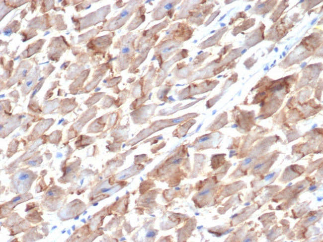 N-Cadherin/Cadherin-2/CD325 (NCAD) Antibody in Immunohistochemistry (Paraffin) (IHC (P))