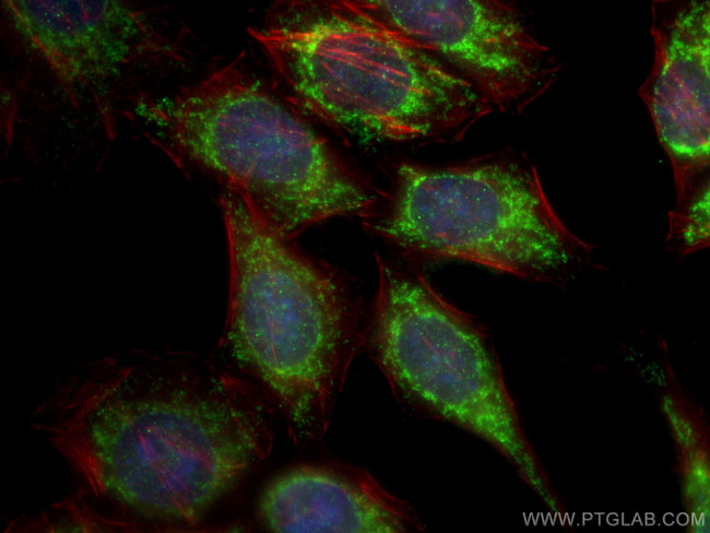 cIAP1 Antibody in Immunocytochemistry (ICC/IF)