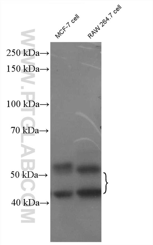 JNK Antibody in Western Blot (WB)