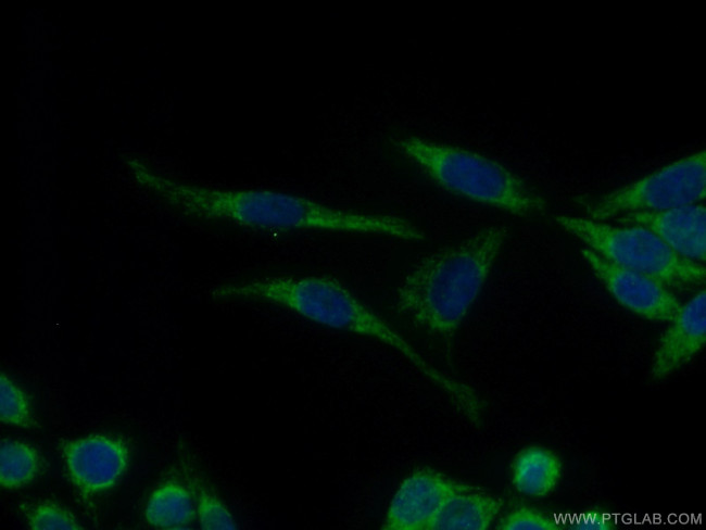 JNK Antibody in Immunocytochemistry (ICC/IF)