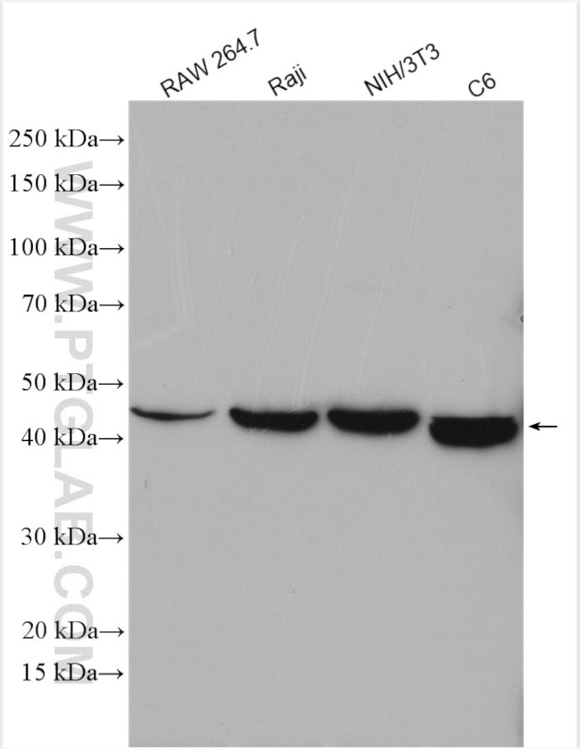 XIAP Antibody in Western Blot (WB)