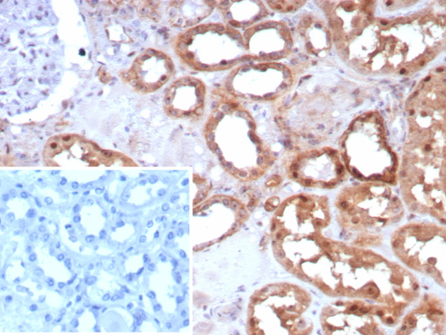 Occludin (OCLN) (Tight Junctions Marker) Antibody in Immunohistochemistry (Paraffin) (IHC (P))