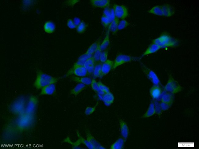 SNAPIN Antibody in Immunocytochemistry (ICC/IF)