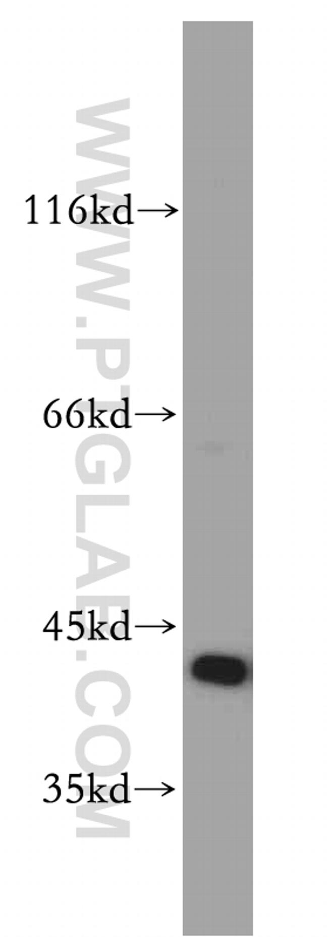 FKBPL Antibody in Western Blot (WB)