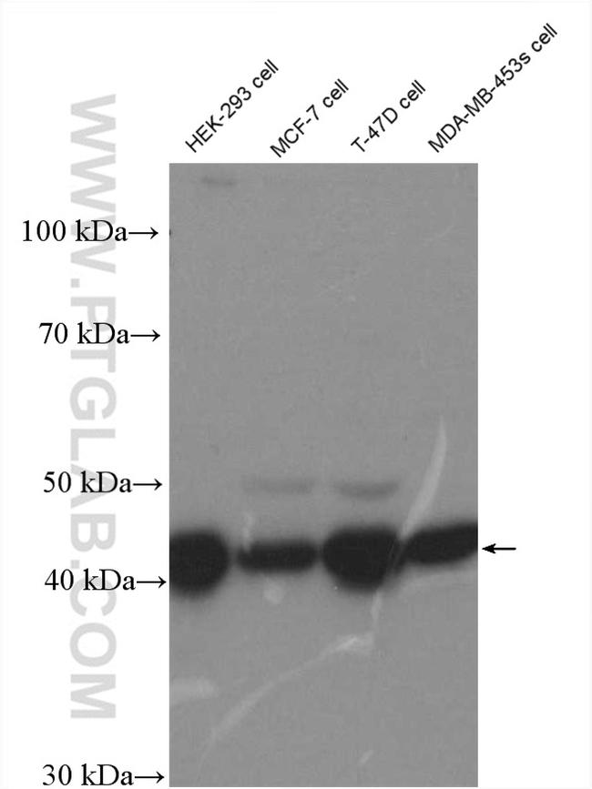 FKBPL Antibody in Western Blot (WB)