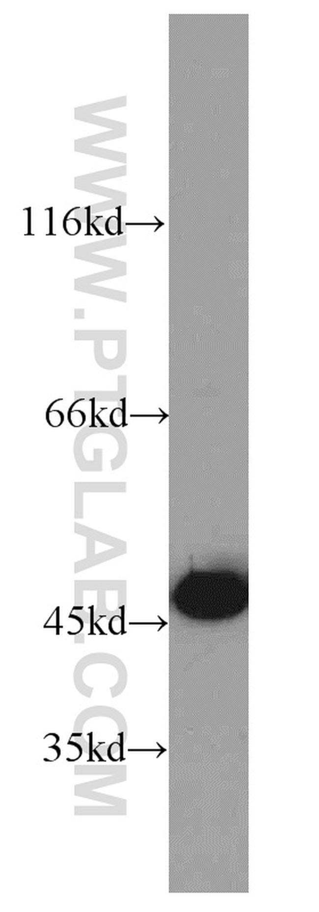 FKBPL Antibody in Western Blot (WB)