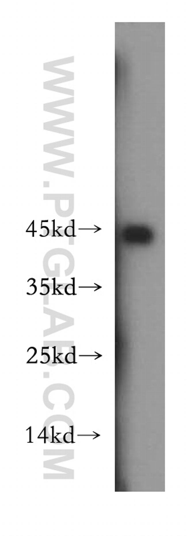 FKBPL Antibody in Western Blot (WB)