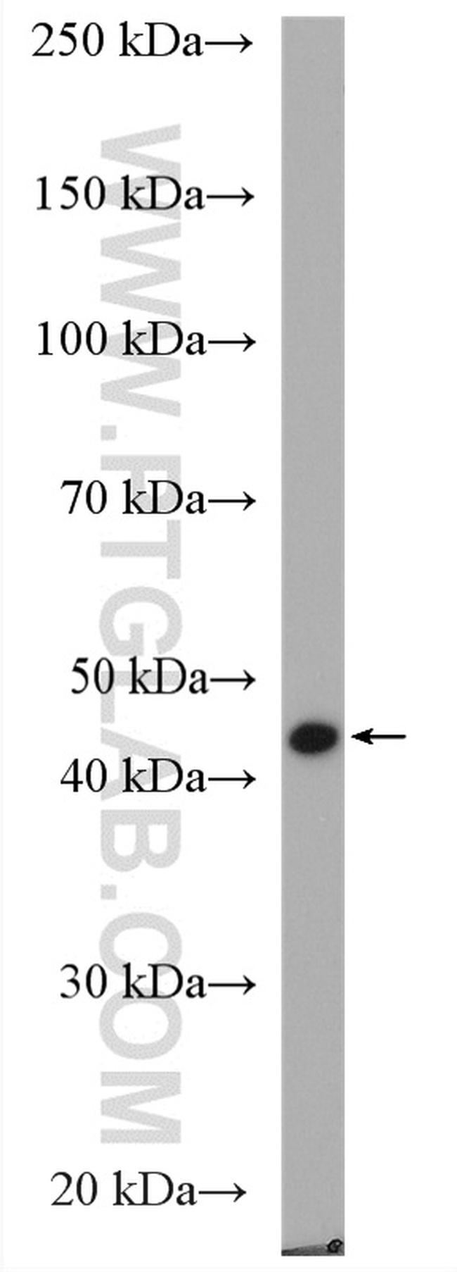 FKBPL Antibody in Western Blot (WB)