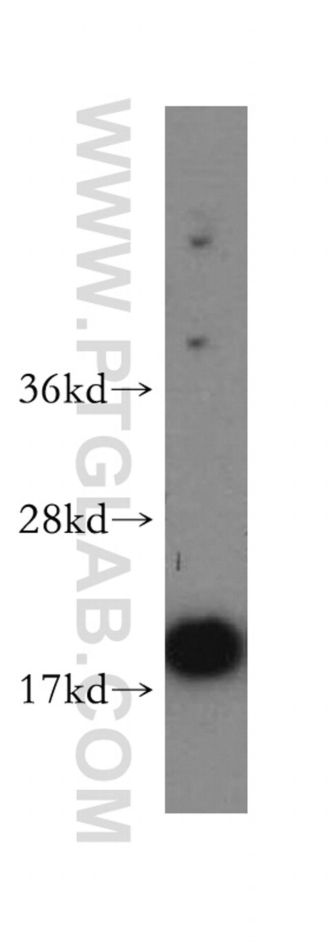 UBC9 Antibody in Western Blot (WB)