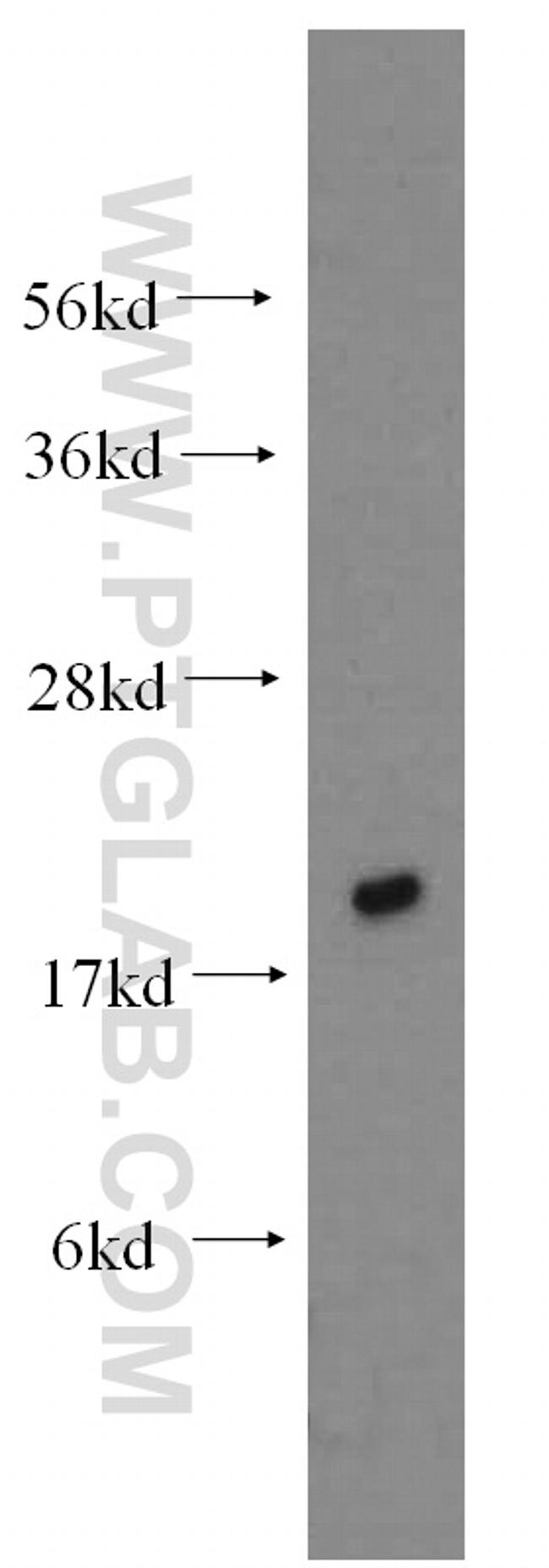 UBC9 Antibody in Western Blot (WB)