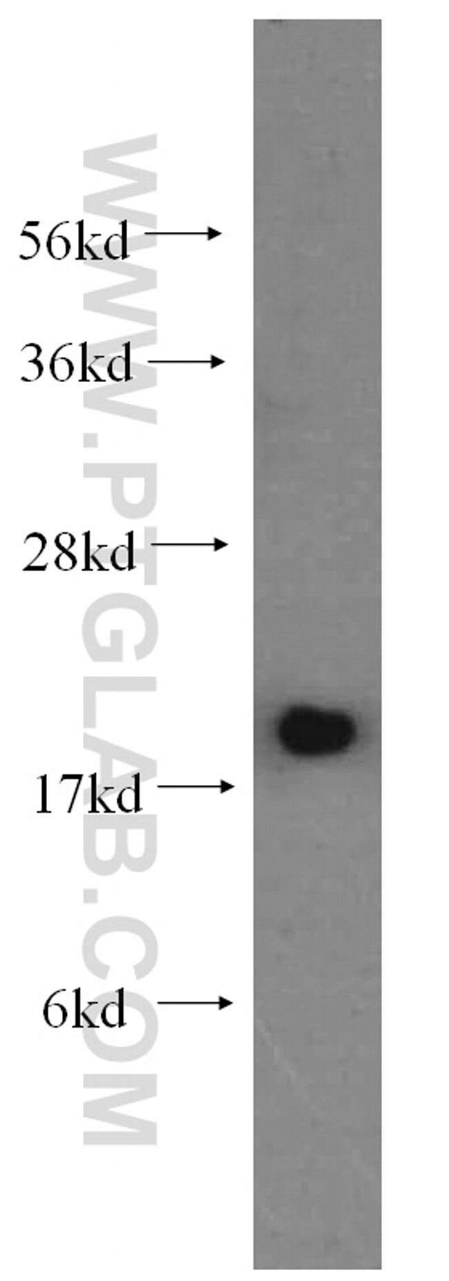 UBC9 Antibody in Western Blot (WB)