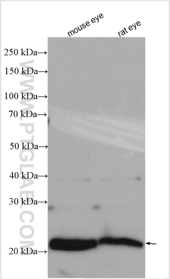 Recoverin Antibody in Western Blot (WB)