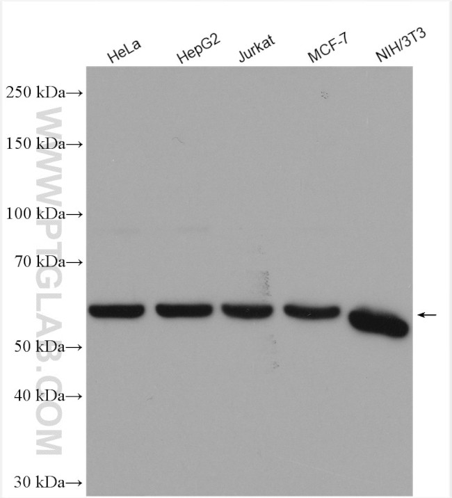 PKM Antibody in Western Blot (WB)