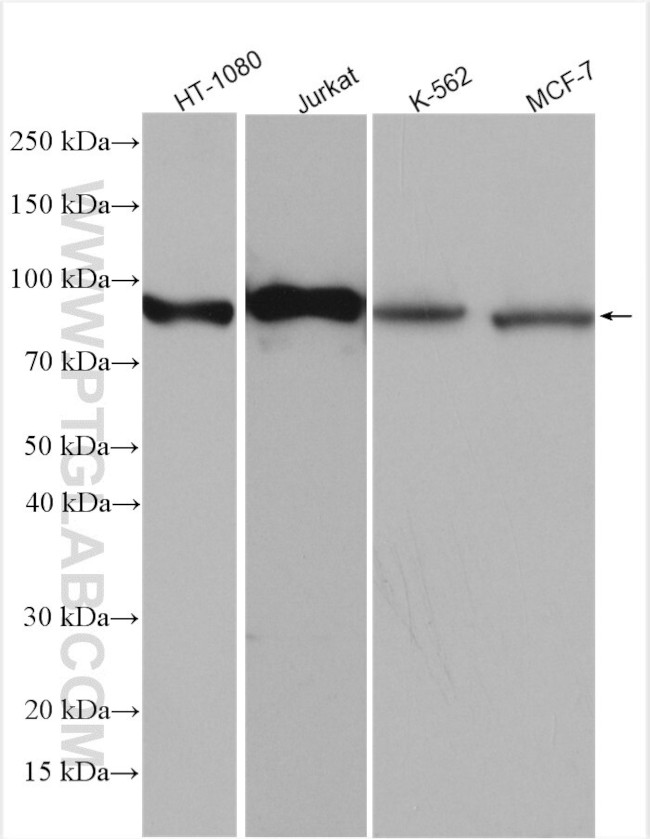 CD71 Antibody in Western Blot (WB)