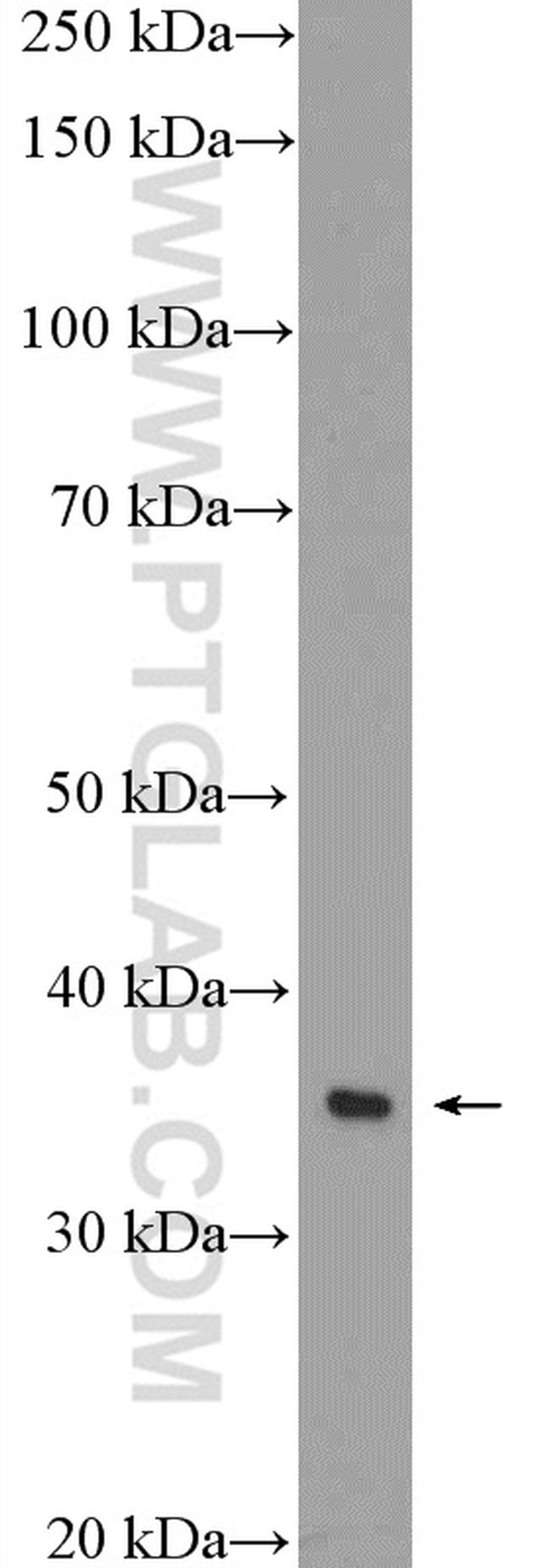 Annexin IV Antibody in Western Blot (WB)