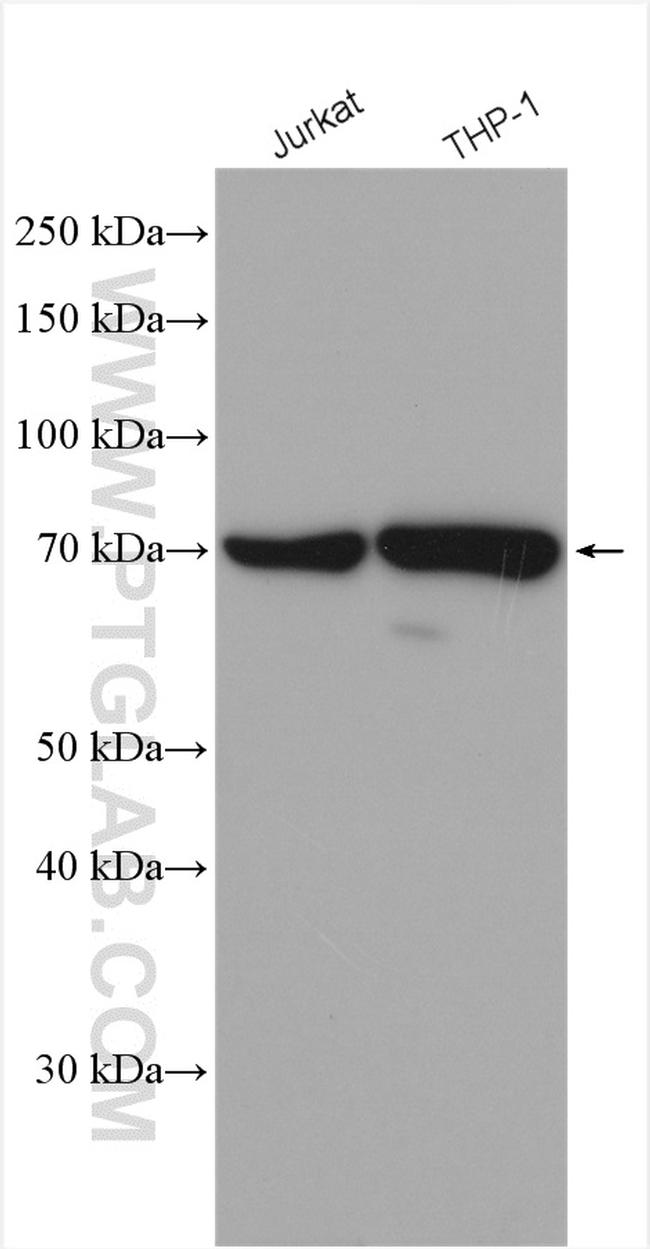 ATG7 Antibody in Western Blot (WB)