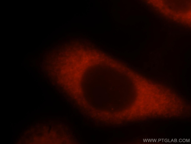 EEF1B2 Antibody in Immunocytochemistry (ICC/IF)