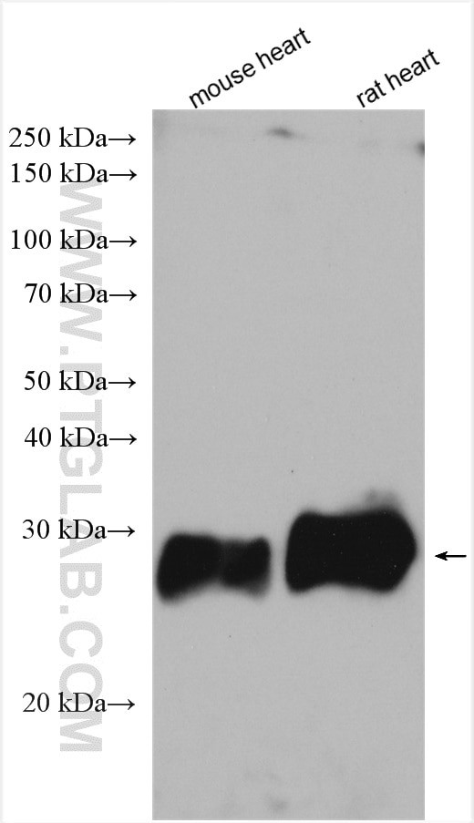 SIRT3 Antibody in Western Blot (WB)