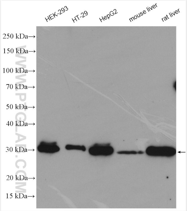 SIRT3 Antibody in Western Blot (WB)