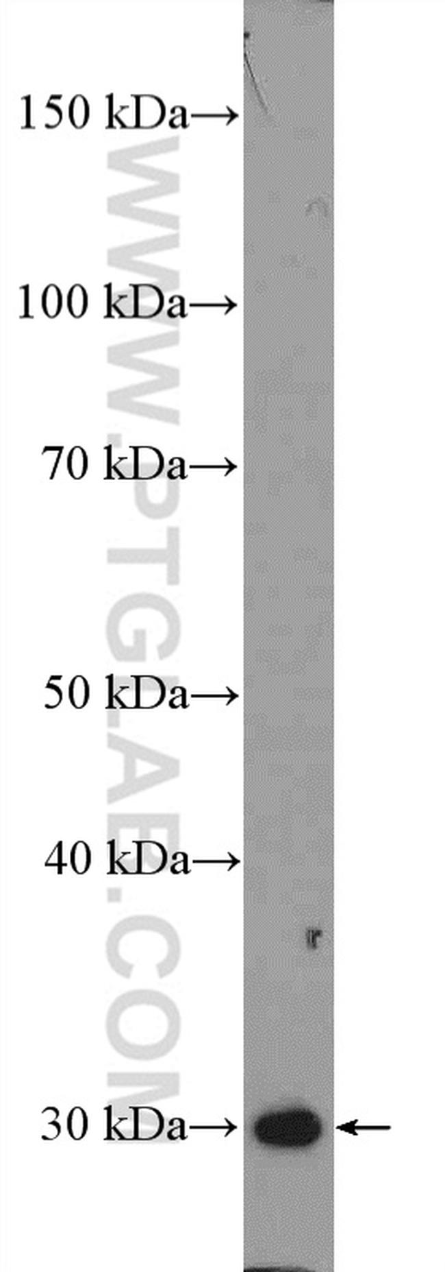 SIRT3 Antibody in Western Blot (WB)