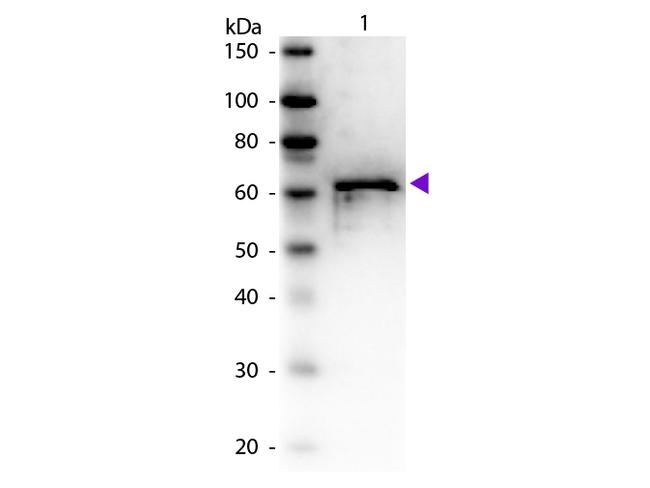 Bovine Serum Albumin Antibody in Western Blot (WB)