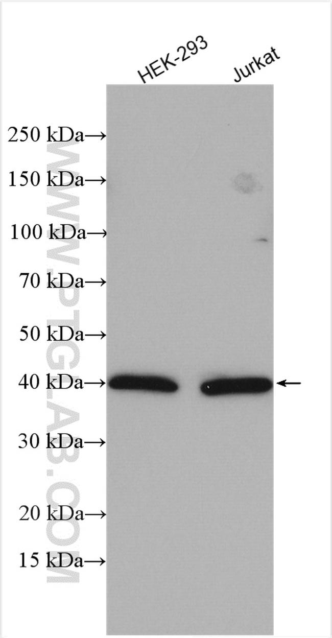 WDR77 Antibody in Western Blot (WB)