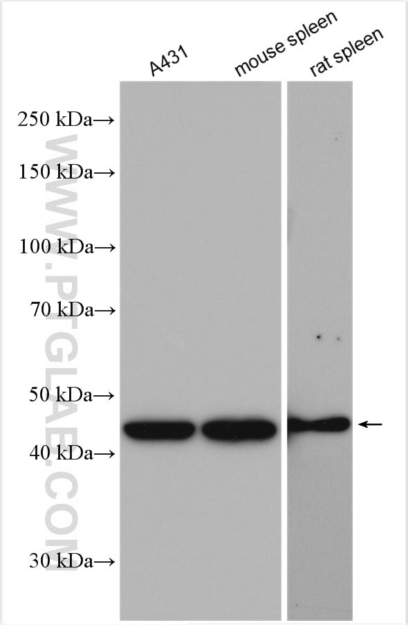 GDI2 Antibody in Western Blot (WB)