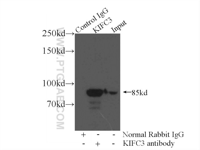 KIFC3 Antibody in Immunoprecipitation (IP)