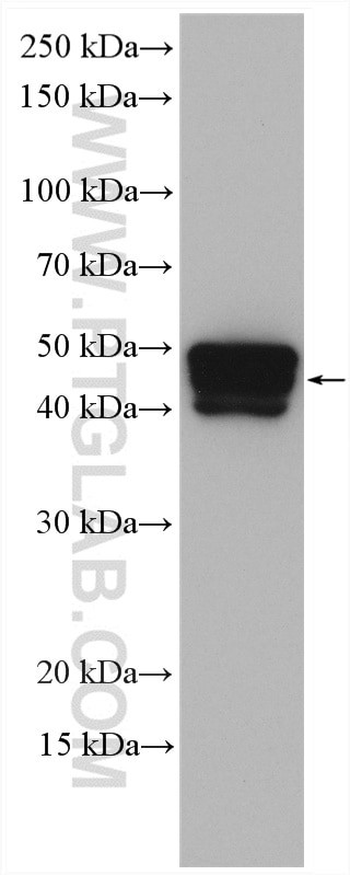 Cytokeratin 15 Antibody in Western Blot (WB)